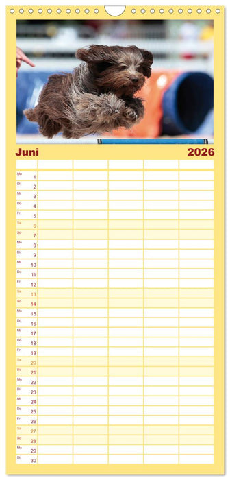 HUNDESPORT - Agility und Dog Frisbee (CALVENDO Familienplaner 2026)