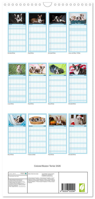 Colored Boston Terrier 2026 (CALVENDO Familienplaner 2026)