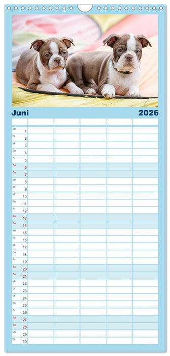 Colored Boston Terrier 2026 (CALVENDO Familienplaner 2026)