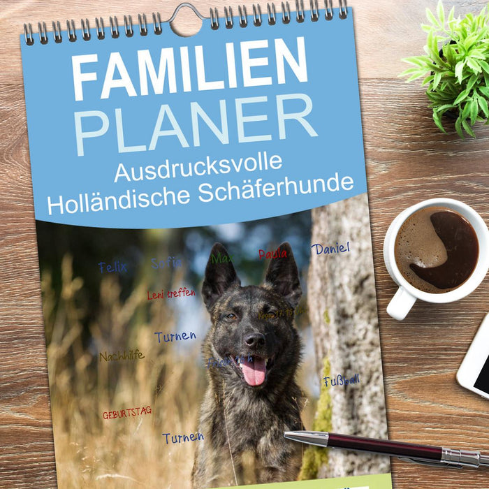 ausdrucksvolle Holländische Schäferhunde (CALVENDO Familienplaner 2026)