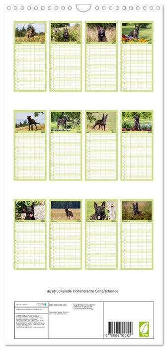 ausdrucksvolle Holländische Schäferhunde (CALVENDO Familienplaner 2026)