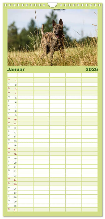 ausdrucksvolle Holländische Schäferhunde (CALVENDO Familienplaner 2026)