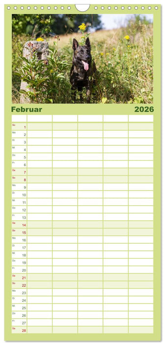 ausdrucksvolle Holländische Schäferhunde (CALVENDO Familienplaner 2026)