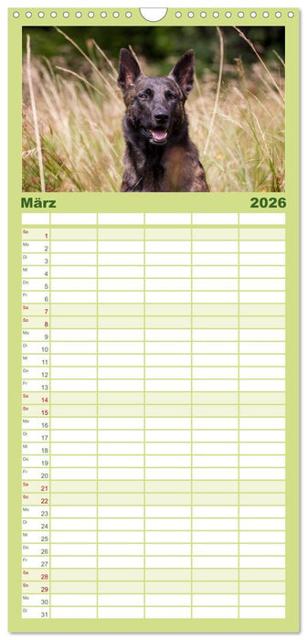 ausdrucksvolle Holländische Schäferhunde (CALVENDO Familienplaner 2026)