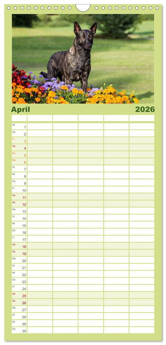 ausdrucksvolle Holländische Schäferhunde (CALVENDO Familienplaner 2026)