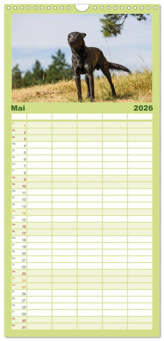 ausdrucksvolle Holländische Schäferhunde (CALVENDO Familienplaner 2026)