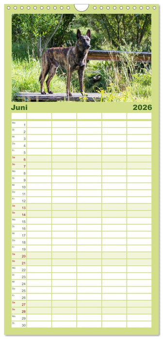 ausdrucksvolle Holländische Schäferhunde (CALVENDO Familienplaner 2026)