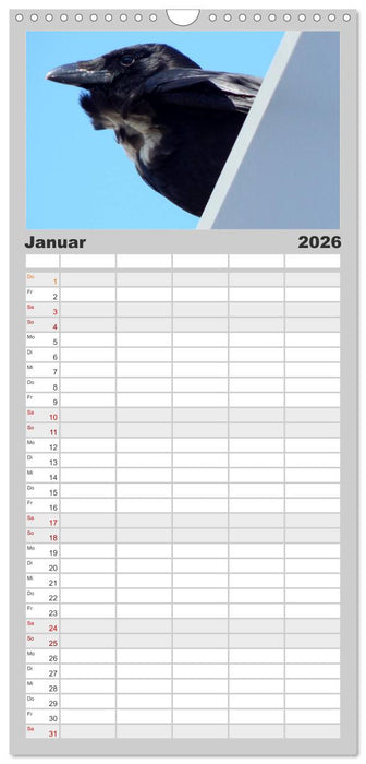 Rabenschwarze Impressionen - meike-ajo-dettlaff.de via wildvogelhlfe.org (CALVENDO Familienplaner 2026)