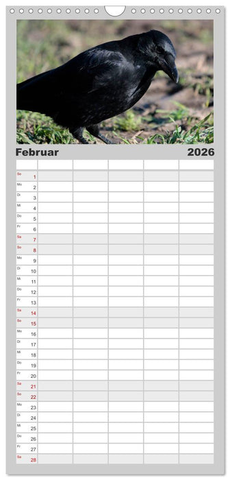 Rabenschwarze Impressionen - meike-ajo-dettlaff.de via wildvogelhlfe.org (CALVENDO Familienplaner 2026)