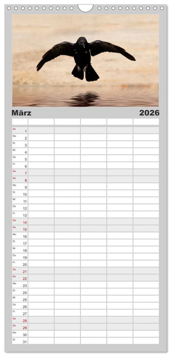 Rabenschwarze Impressionen - meike-ajo-dettlaff.de via wildvogelhlfe.org (CALVENDO Familienplaner 2026)