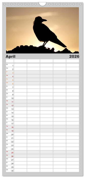 Rabenschwarze Impressionen - meike-ajo-dettlaff.de via wildvogelhlfe.org (CALVENDO Familienplaner 2026)