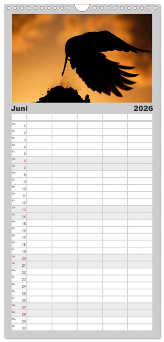 Rabenschwarze Impressionen - meike-ajo-dettlaff.de via wildvogelhlfe.org (CALVENDO Familienplaner 2026)