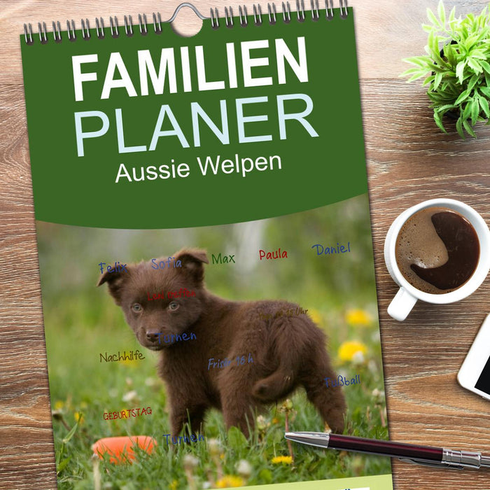 Aussie Welpen 2026 (CALVENDO Familienplaner 2026)