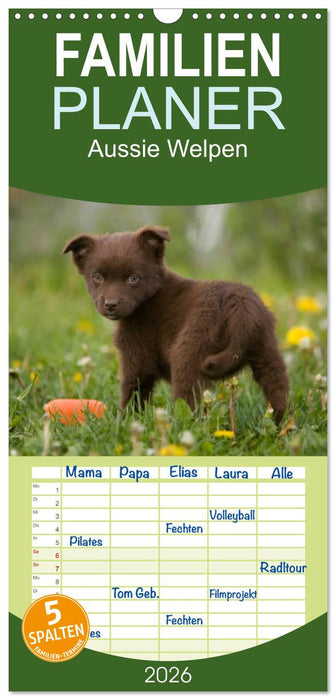 Aussie Welpen 2026 (CALVENDO Familienplaner 2026)
