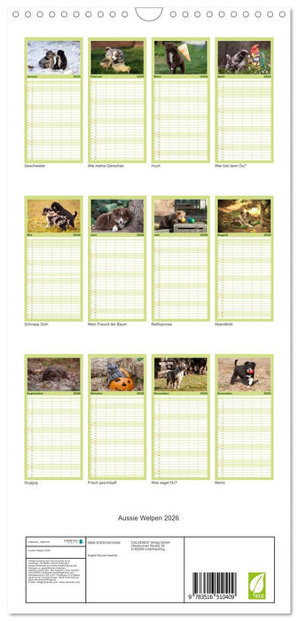Aussie Welpen 2026 (CALVENDO Familienplaner 2026)