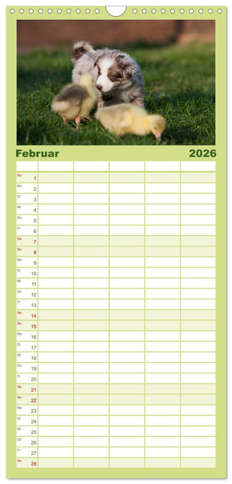 Aussie Welpen 2026 (CALVENDO Familienplaner 2026)