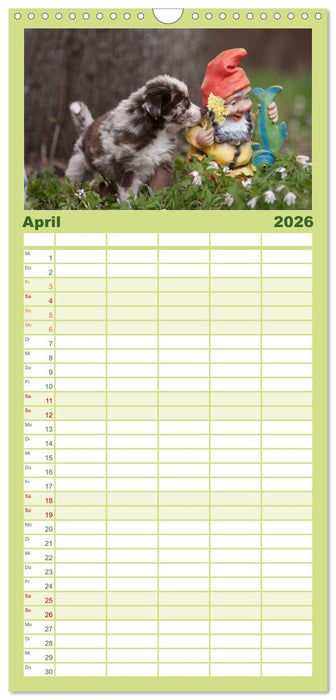 Aussie Welpen 2026 (CALVENDO Familienplaner 2026)