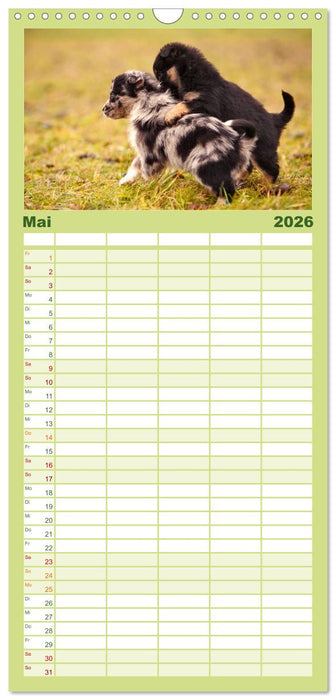 Aussie Welpen 2026 (CALVENDO Familienplaner 2026)
