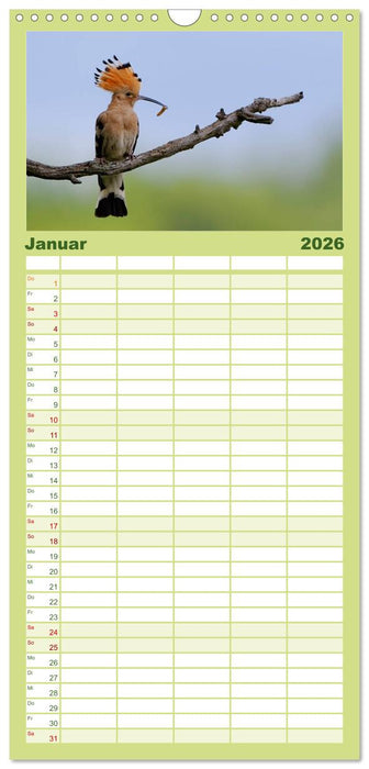 Wiedehopf (CALVENDO Familienplaner 2026)