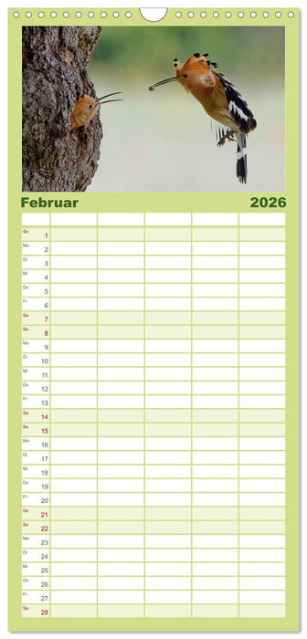 Wiedehopf (CALVENDO Familienplaner 2026)