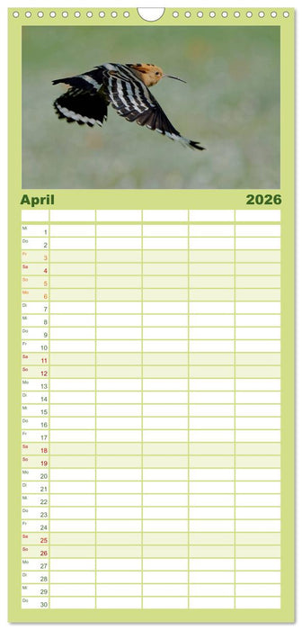 Wiedehopf (CALVENDO Familienplaner 2026)