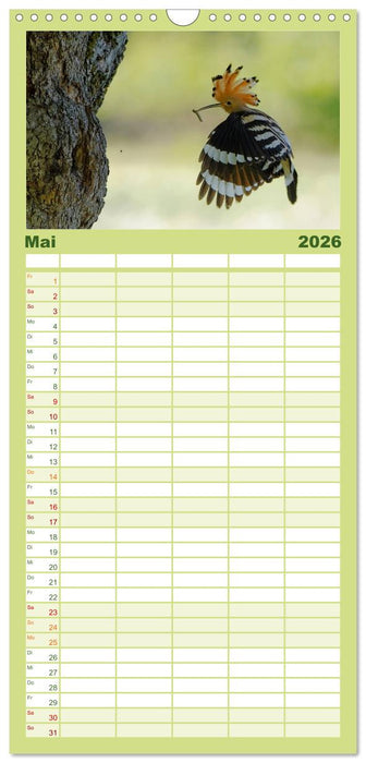 Wiedehopf (CALVENDO Familienplaner 2026)