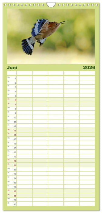 Wiedehopf (CALVENDO Familienplaner 2026)