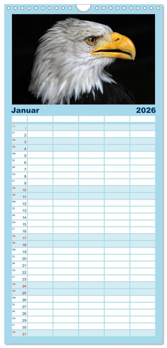 Greifvögel, Eulen und Käuze (CALVENDO Familienplaner 2026)