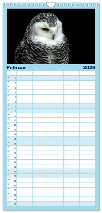 Greifvögel, Eulen und Käuze (CALVENDO Familienplaner 2026)