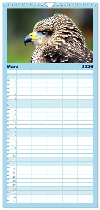 Greifvögel, Eulen und Käuze (CALVENDO Familienplaner 2026)