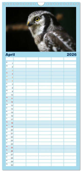 Greifvögel, Eulen und Käuze (CALVENDO Familienplaner 2026)