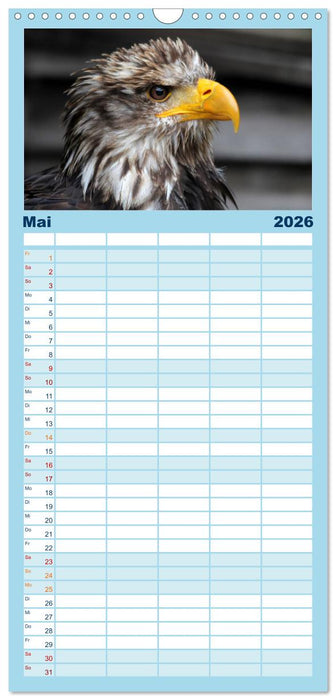 Greifvögel, Eulen und Käuze (CALVENDO Familienplaner 2026)