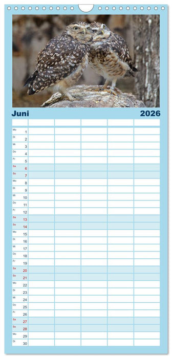 Greifvögel, Eulen und Käuze (CALVENDO Familienplaner 2026)