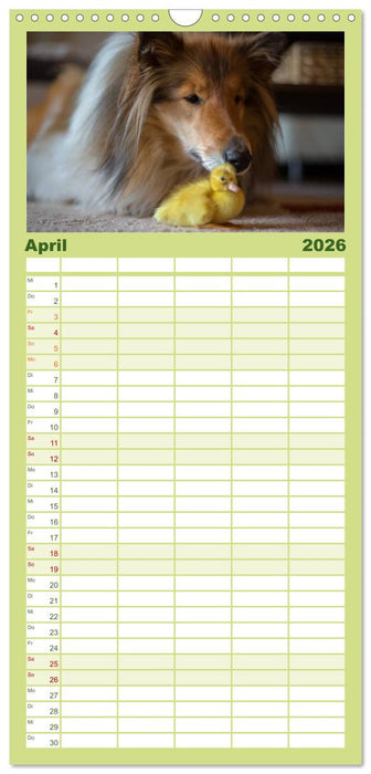 Ziva und ihre Freunde (CALVENDO Familienplaner 2026)