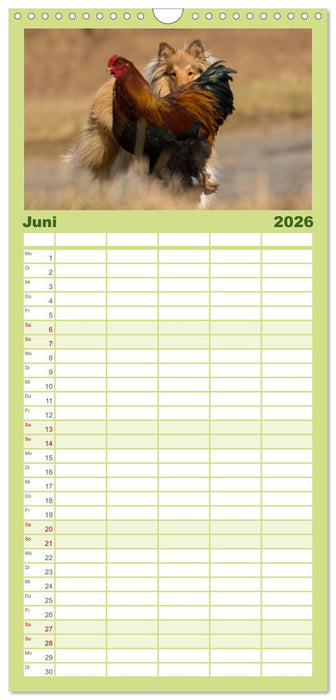 Ziva und ihre Freunde (CALVENDO Familienplaner 2026)