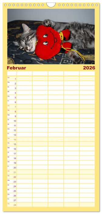 Die Launen der Katzen 2026 (CALVENDO Familienplaner 2026)