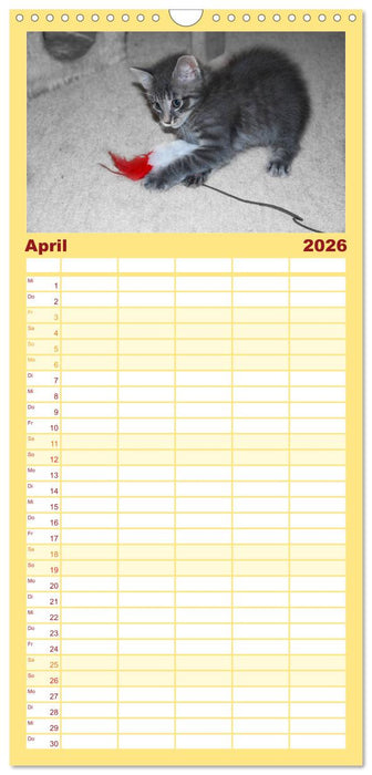 Die Launen der Katzen 2026 (CALVENDO Familienplaner 2026)