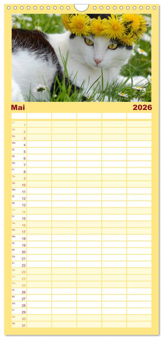 Die Launen der Katzen 2026 (CALVENDO Familienplaner 2026)