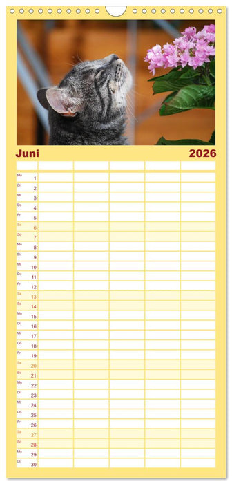 Die Launen der Katzen 2026 (CALVENDO Familienplaner 2026)