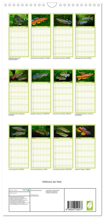 Killifische der Welt (CALVENDO Familienplaner 2026)