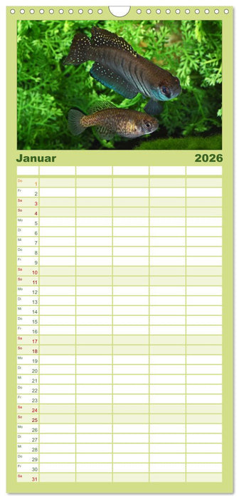 Killifische der Welt (CALVENDO Familienplaner 2026)