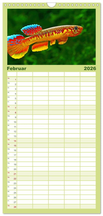 Killifische der Welt (CALVENDO Familienplaner 2026)