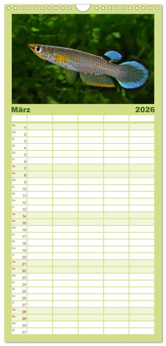 Killifische der Welt (CALVENDO Familienplaner 2026)