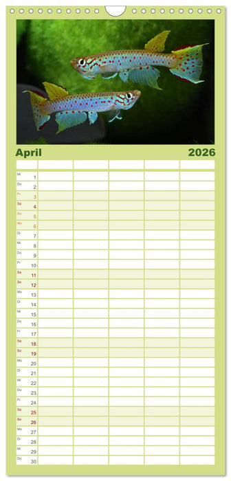 Killifische der Welt (CALVENDO Familienplaner 2026)