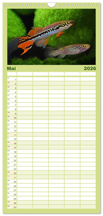 Killifische der Welt (CALVENDO Familienplaner 2026)