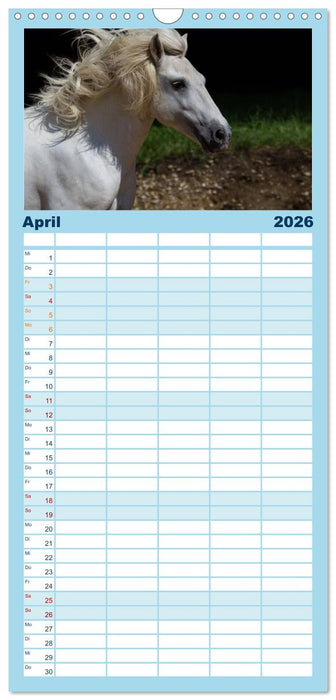 Weiße Pferde der Camargue in Bayern (CALVENDO Familienplaner 2026)