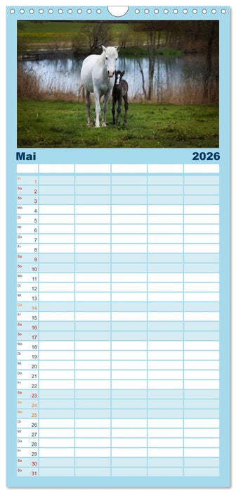 Weiße Pferde der Camargue in Bayern (CALVENDO Familienplaner 2026)