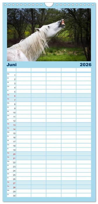 Weiße Pferde der Camargue in Bayern (CALVENDO Familienplaner 2026)