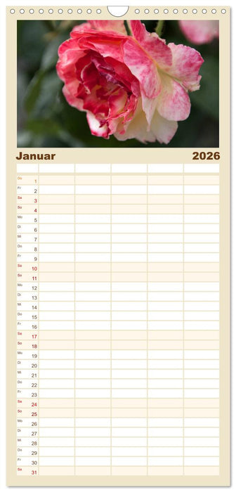 Rosen Schleswig-Holsteins (CALVENDO Familienplaner 2026)