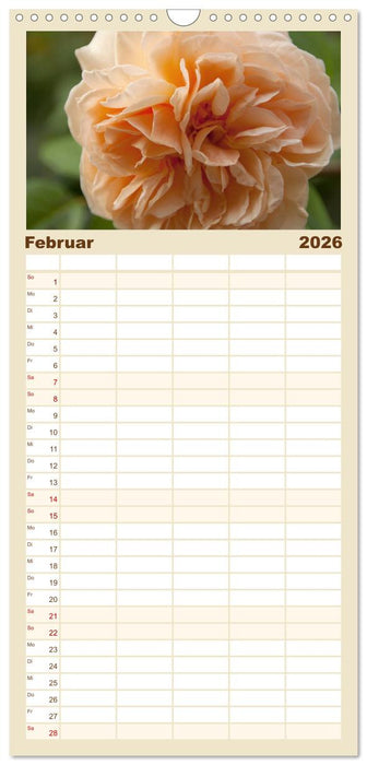 Rosen Schleswig-Holsteins (CALVENDO Familienplaner 2026)